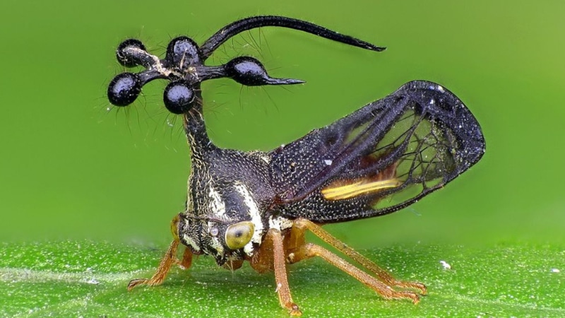 Рога горбатки: антенны природы