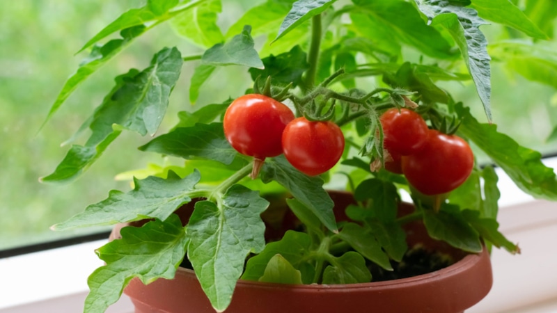 Огород на окне: томаты и перцы дома