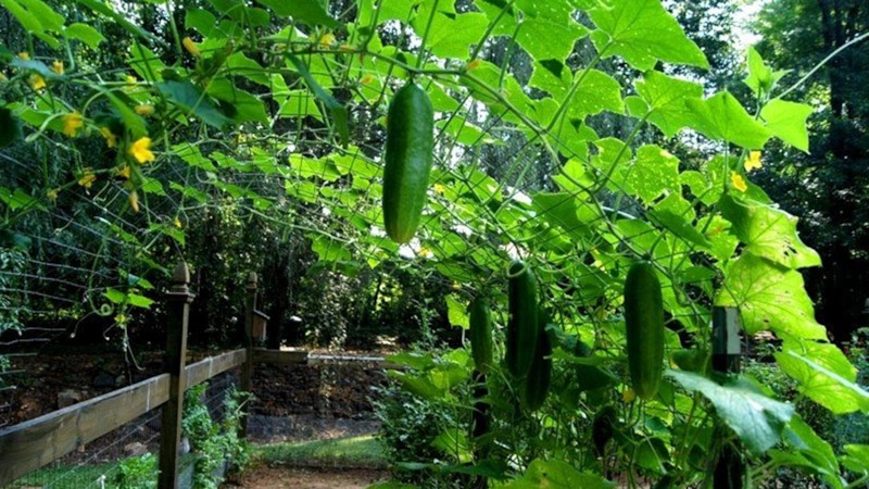 Огурцы в августе: уход и защита