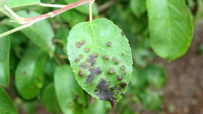 Груша в саду: сажистый грибок на листьях Груша в саду: сажистый грибок на листьях