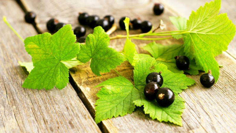 Листья для морса: заморозка на зиму