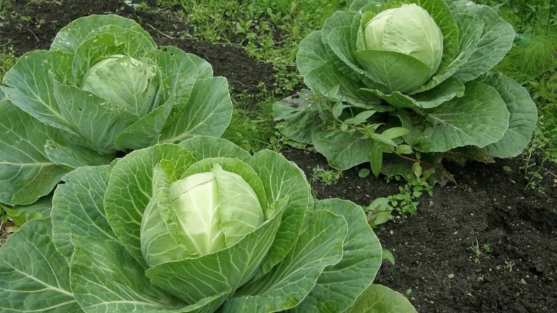 Капуста в августе: уход и подкормки