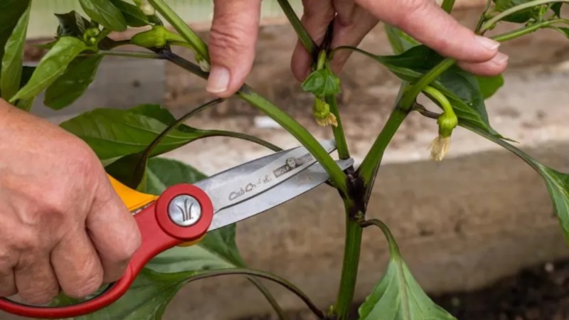 Перцы и баклажаны: секрет пасынкования