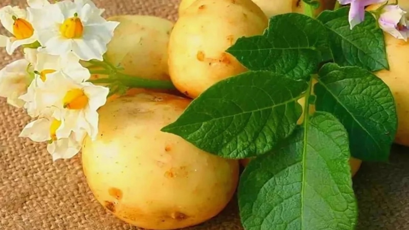 Картофель и томаты: тайна родства