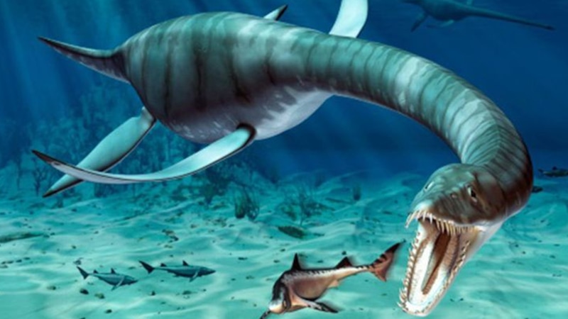 Новый вид плезиозавра: сенсационная находка
