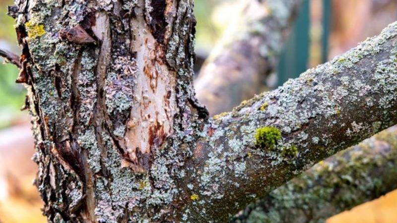 Спасение сада: борьба с лишайниками Спасение сада: борьба с лишайниками