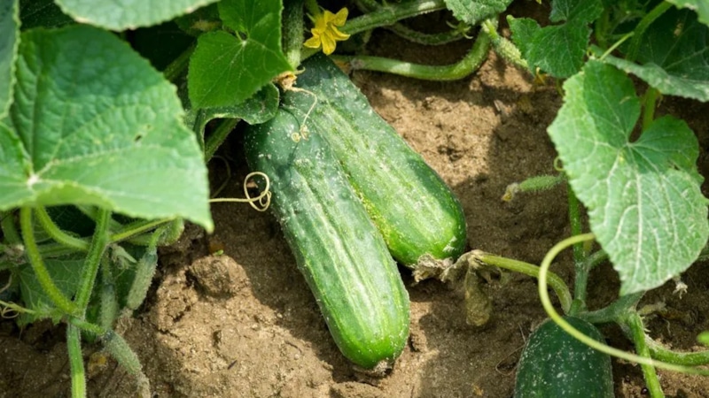Продлеваем плодоношение: уход за огурцами в августе