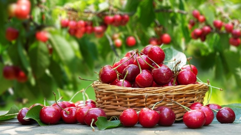 Урожайная вишня: секреты посадки и ухода Урожайная вишня: секреты посадки и ухода