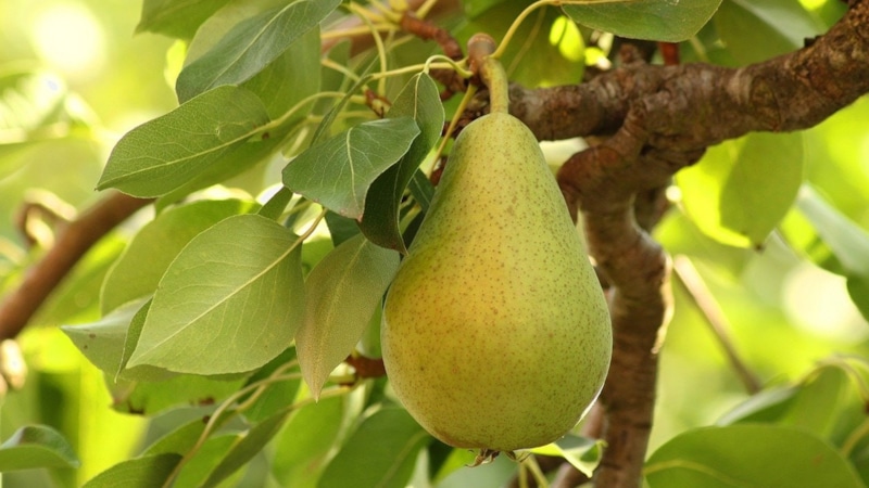 Секрет урожая: подкормка груши для сладости