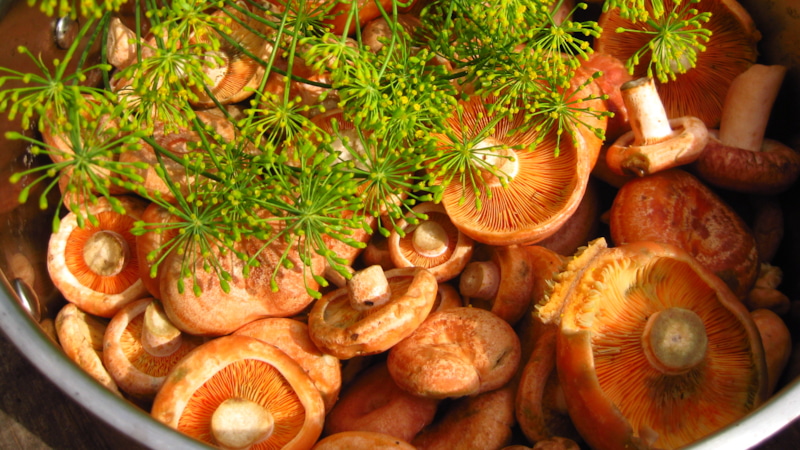 Рыжики в лесу: польза и риски