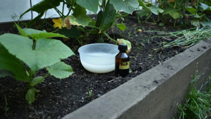 Опасный миф: йод против урожая