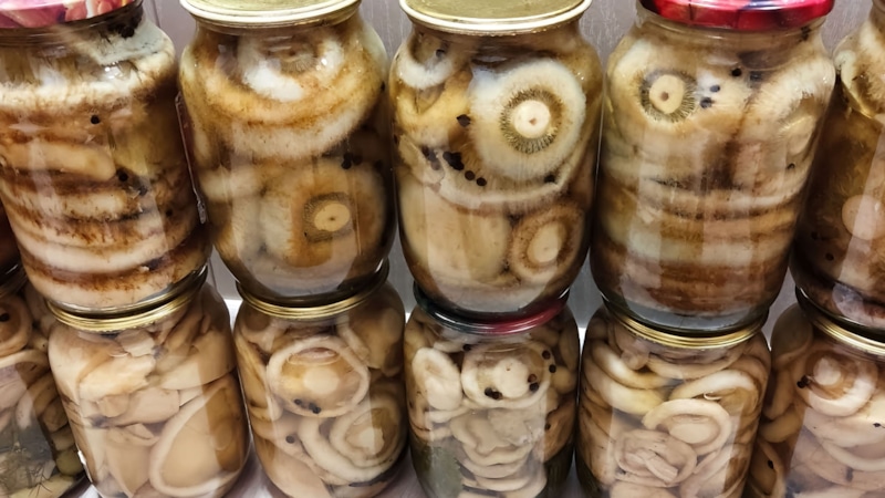 Холодная засолка: грибы с хрустом