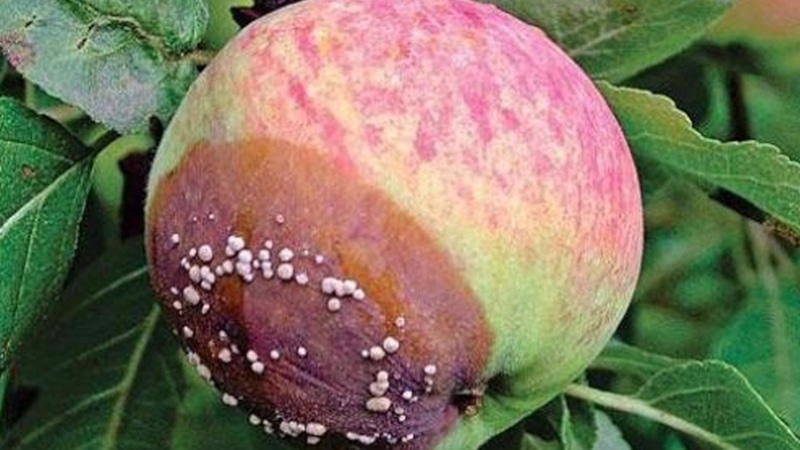 Битва за урожай: яблоки и монилиоз