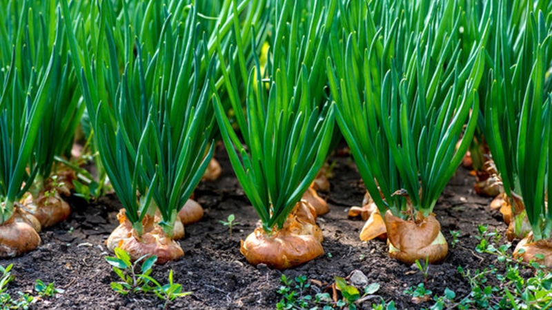 Идеальный урожай: признаки зрелости лука