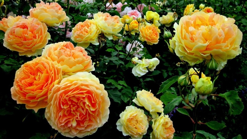 Осеннее цветение: розы в сентябре