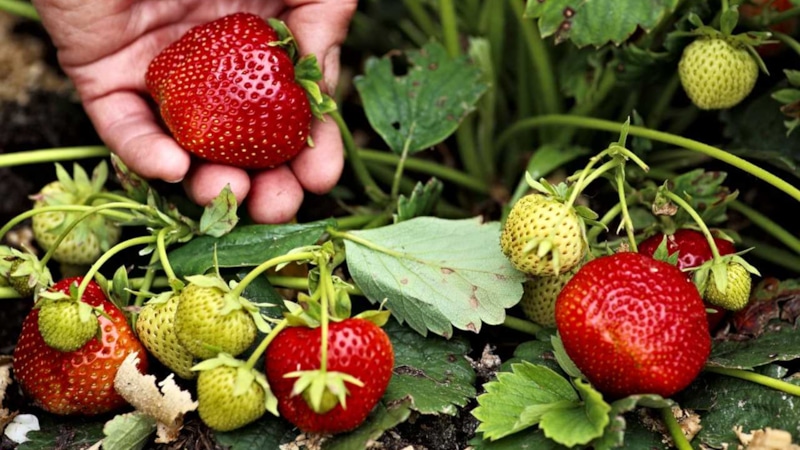 Секрет урожая: полив клубники в августе