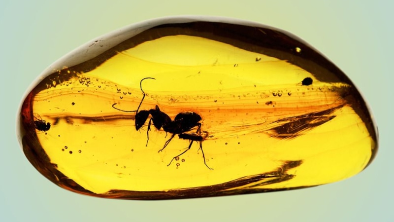 Древний муравей-хищник: находка в доминиканском янтаре