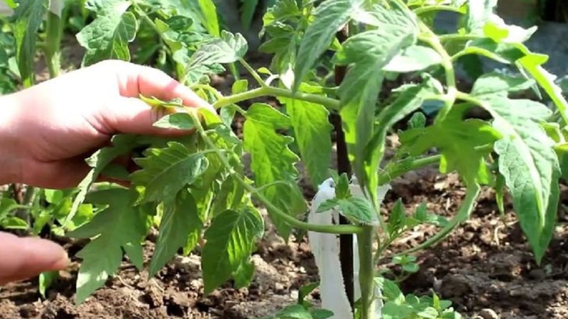 Секрет ускоренного урожая томатов: правильное удаление листвы