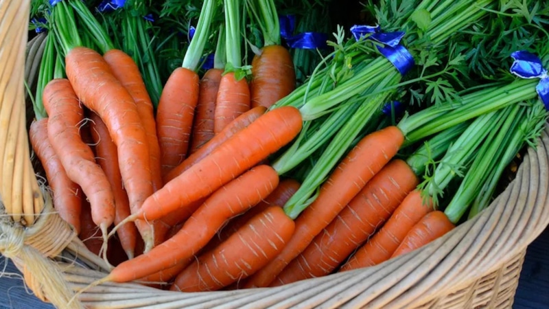 Уход за морковью в августе: секреты урожая