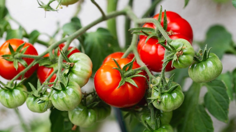 Помидоры в августе: ускоряем спелость