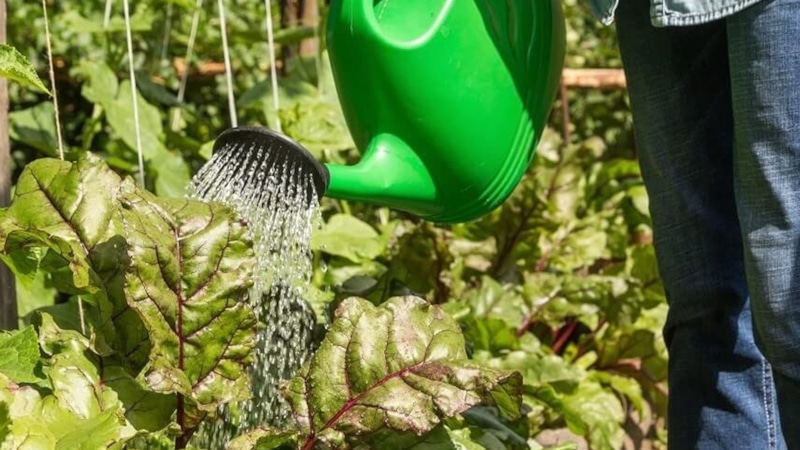 Августовская подкормка свеклы: залог сладости