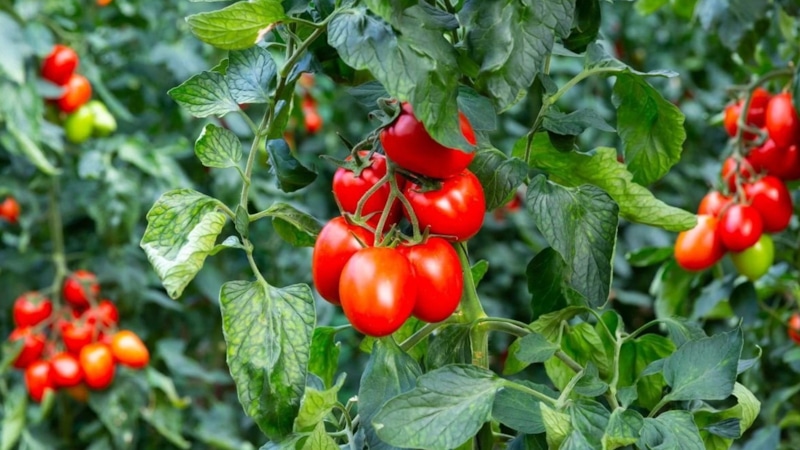 Природный антисептик: томатная смола на стеблях