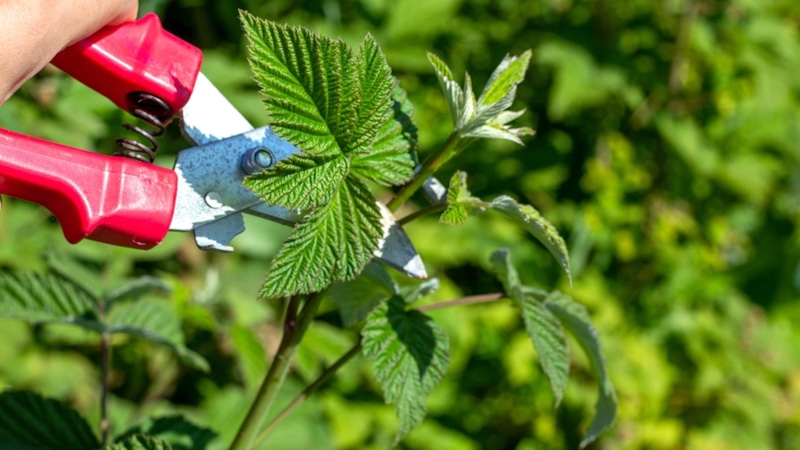 Ошмыгивание малины осенью: спасение корней Ошмыгивание малины осенью: спасение корней