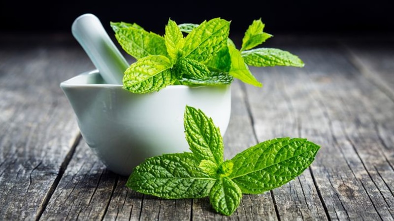 Двойная природа мяты: польза и вред