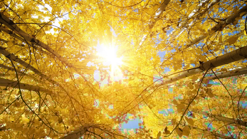 Климатический сдвиг: потепление осени в России