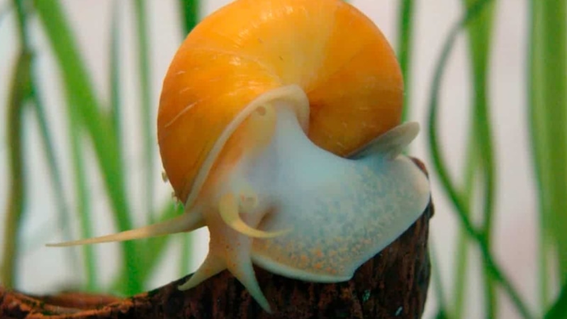 Научное открытие: ген регенерации глаз у улиток