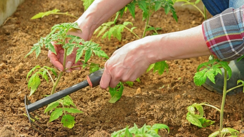 Окучивание растений: секрет урожая