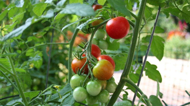 Ошибки на грядках: что мешает урожаю