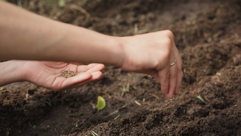 Подзимний посев: овощи и зелень