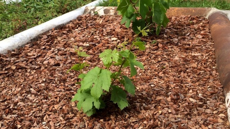 Сосновая кора: польза для огорода