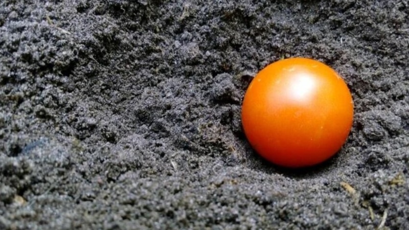 Подзимний посев томатов: осенняя посадка для урожая