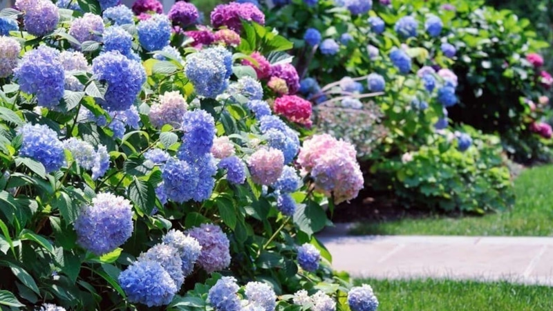 Гортензия во дворе: уход в августе