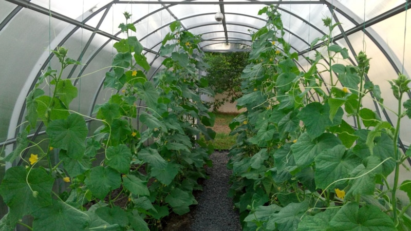Уход за теплицей в августе: полив, обрезка, подкормки