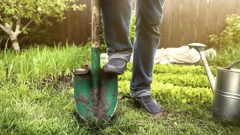 Август в саду: ошибки дачников