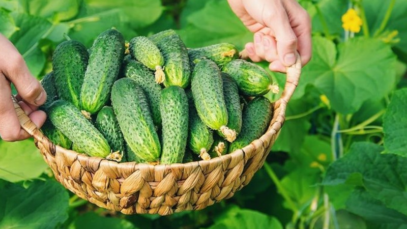 Спасение горьких огурцов: лайфхаки для хозяйки