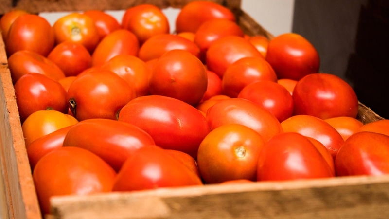 Хранение помидоров до весны: секретные методы и сорта