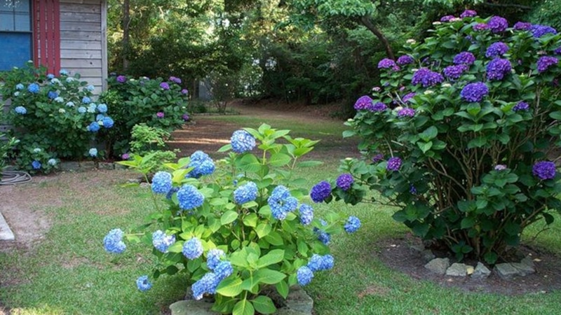 Гортензия требует особого подхода: от места посадки до ухода