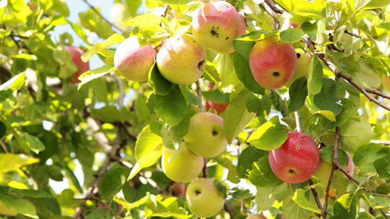 Борьба с яблонной плодожоркой: ловчие пояса и профилактика