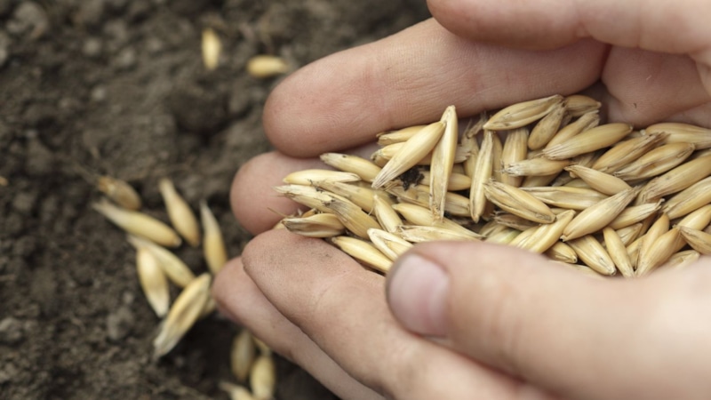 Пустая грядка после лука: восстанавливаем почву