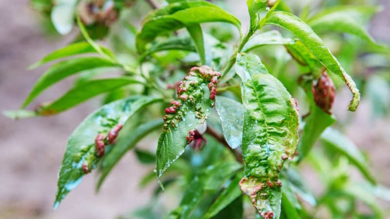 Курчавость листьев персика: тревожный сигнал болезни