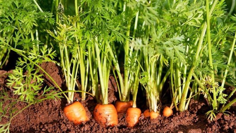 Посев моркови: бумажный лайфхак