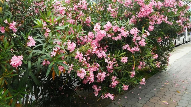 Размножение олеандра: укоренение черенка в воде