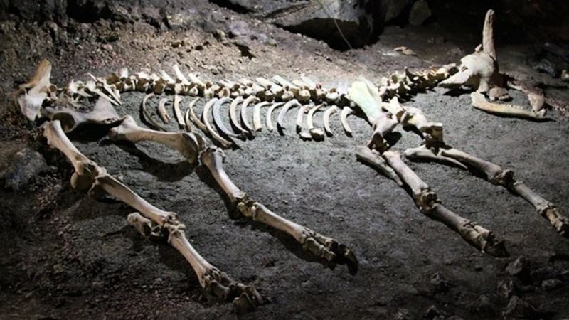 Ледниковая находка: кости древних зверей