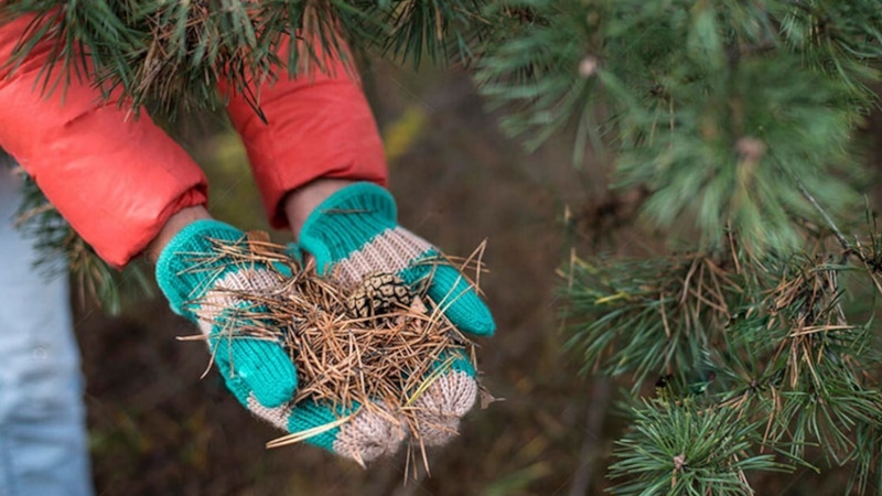 Применение хвойного опада: мульча и защита для растений