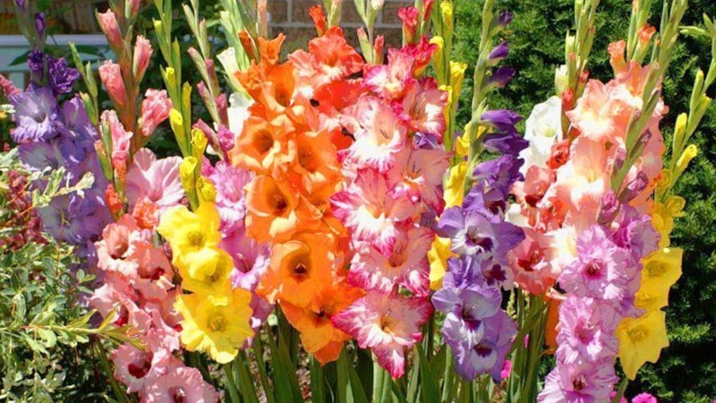 Схема подкормки гладиолусов: пышное цветение гарантировано