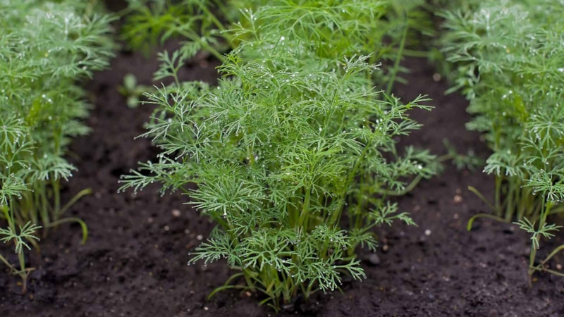 Укроп на грядке: друзья и враги